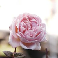 リナリア,バラ、薔薇、ばら,花のある暮らし,ピンク色の花,山下公園の画像