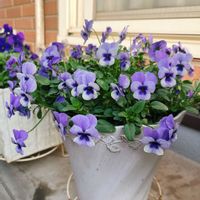 ビオラ,ビオラ・トルニー,ビオラ・トルニー,ベランダガーデン,ガーデニングの画像