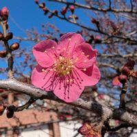 ウメ,紅千鳥,梅(うめ),畑の画像