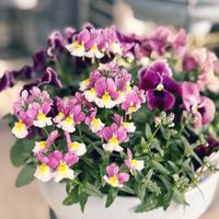 ネメシア,コンテナガーデン,成長記録,バルコニー/ベランダの画像