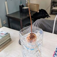 アボカド,アボカド栽培,花のある暮らし,癒される♡,花と緑のある暮らしの画像