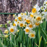 スイセン,ネコヤナギ,ミニバラ,梅,金曜日の蕾たちの画像