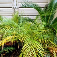 ポインセチア,フェニックスロベレニー,チャメロップス,チャメロプス,シンノウヤシの画像