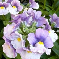 ネメシア,花期が長い,南アフリカ原産, ゴマノハグサ科,さんぽの画像