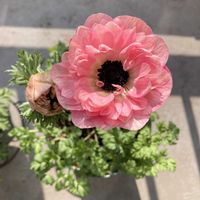 アネモネ　momo,アネモネ　momo,ベランダガーデンの画像