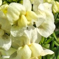 ヒメキンギョソウの画像