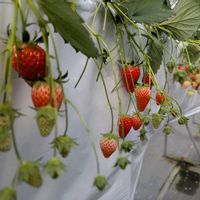 イチゴ,いちご狩り,家庭菜園,お出かけ先の画像