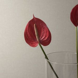 切り花,花のある暮らし,ガラスの花瓶,町のお花屋さん,君も花が好きなのかの画像