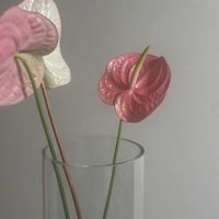 お花屋さん,花のある暮らし,ガラスの花瓶,町のお花屋さん,君も花が好きなのかの画像