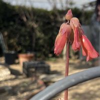 胡蝶の舞,多肉植物 寄せ植え,花のある暮らし,埼玉県,埼玉タニラーの画像