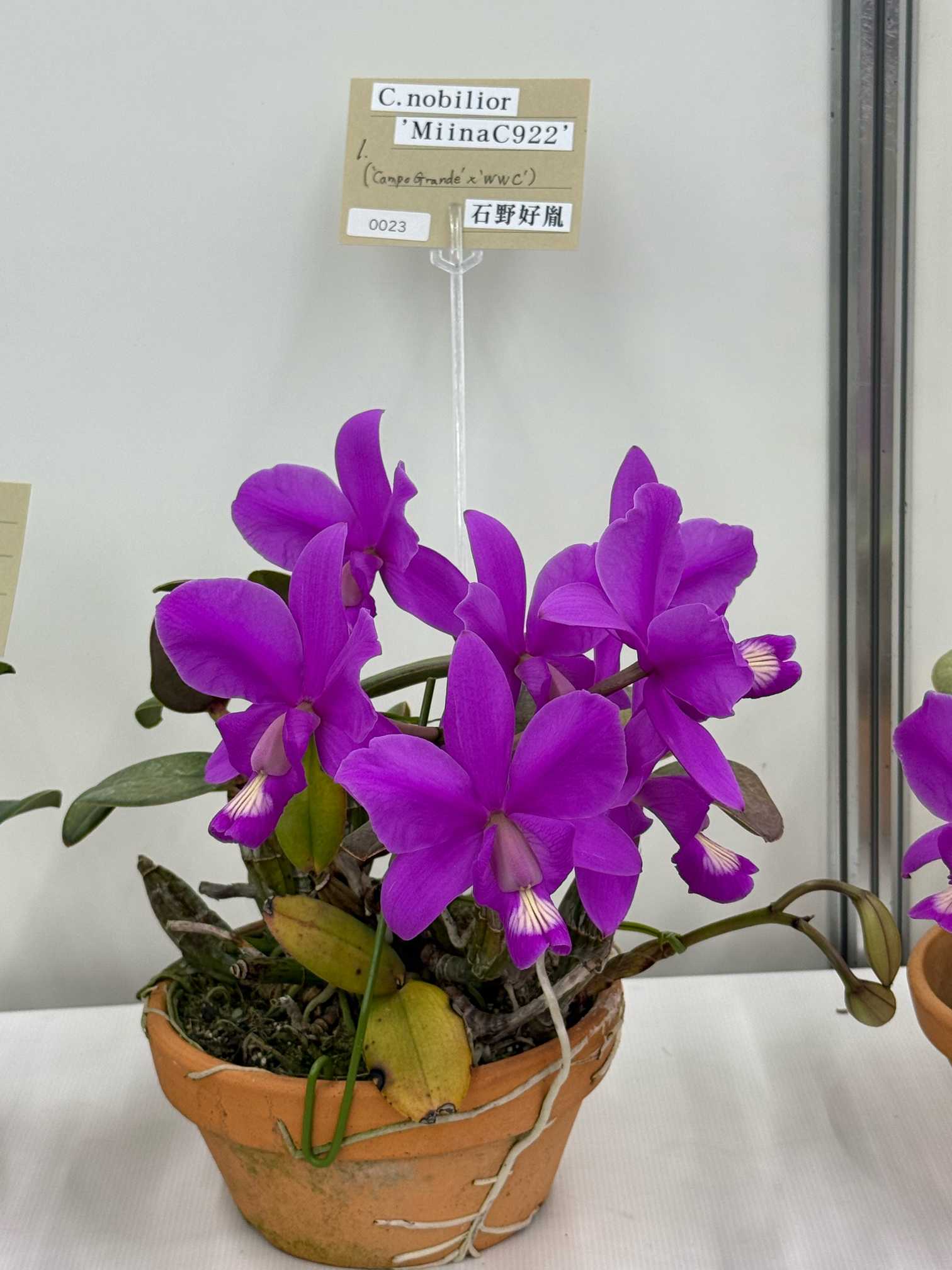 世界らん展2026 ⑥カトレア他｜🍀GreenSnap（グリーンスナップ）