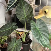 アロカシア,アロカシア ・リーガルシールズ,成長記録,記録用,リビング・ダイニングの画像