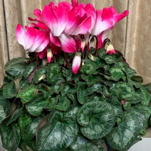 シクラメン,シクラメン,シクラメン,スイートアリッサム ,ガーデンシクラメンの画像