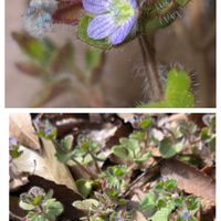 フラサバソウ,畑,庭の画像