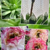 ラナンキュラス,ラナンキュラス,クーペリー,クーペリー,多肉植物の画像