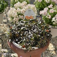 ビデンス,ビデンス,ビデンス キャンプファイヤー ホットオレンジ,ビデンス キャンプファイヤー ホットオレンジ,ビデンス  キャンプファイヤーの画像