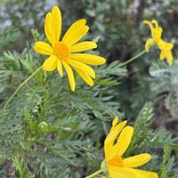 ユリオプスデージー,素敵な出会い,散歩の途中,癒されて,冬の彩りの画像