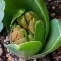 多肉植物,ベランダガーデン,癒し,金曜日の蕾たち,カエル仲間の画像