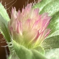 センニチコウ,センニチコウ,千日紅,癒し,金曜日の蕾たちの画像