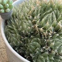 カランコエ,セツブンソウ,ハオルチア,羽衣,多肉植物の画像