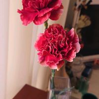カーネーション,切り花,窓辺の画像