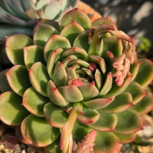 多肉植物,多肉植物寄せ植え,花芽,多肉植物 エケベリア,つぼみの画像