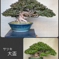 盆栽,植え替え,サツキ盆栽の画像