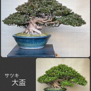 盆栽,植え替え,サツキ盆栽の画像