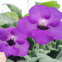 ストレプトカーパス,ストレプトカーパス クイーン,花のある暮らし,イワタバコ科,北海道からの画像