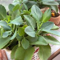 子宝弁慶草,多肉植物,趣味の時間,今日も笑顔で♡,今日は暖かいの画像