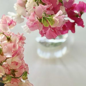 スイートピー,神奈川のスイートピー,リビング,花のある暮らしの画像