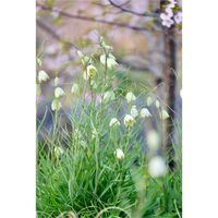 バイモ,バイモ,苔(コケ),アミガサユリ,アミガサユリの画像