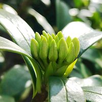 コデマリ,シュウメイギク,ジンチョウゲ,わたげ,つぼみ好きの画像