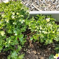 ノースポール,駐車場,GSアダルトチーム,おうち園芸,チーム岐阜の画像