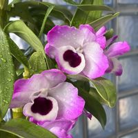 デンドロビウム,デンドロビウム,ブーゲンビリア,デンドロビウム　エンジェルベイビー‘グリーン愛’,洋ランの画像