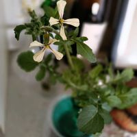 ルッコラ,ルッコラ ロケット,水耕栽培,野菜 水耕栽培,食べる系の画像