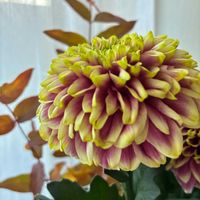 ヒペリカム,マムの画像