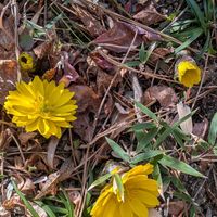 ネモフィラ,梅の花,福寿草,春を待ちわびて,しぞーか勢の画像