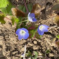 オオイヌノフグリの画像