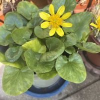 リュウキンカの画像