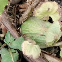 フキノトウ,山野草,収穫,冬の花,道の駅の画像