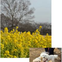 スイセン,フクジュソウ,ルピナス,菜の花,河津桜の画像