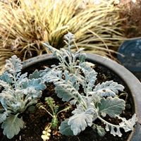 シロタエギク,ネモフィラ,庭の画像