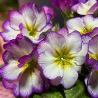 プリムラ,プリムラ　ココロン,鉢植えの画像