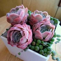 多肉,エレガンスの画像