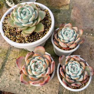 ももりん,多肉植物,多肉中毒,多肉のある暮らし,多肉女子の画像