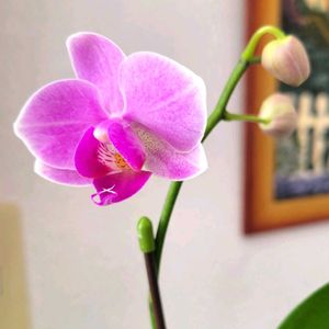 胡蝶蘭,洋ラン,ファレノプシス属,金曜日の蕾たち,煌めきの金曜日の画像