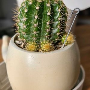 サボテン,子株,冬越し,植物大好き,さぼてんの画像