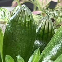 ハオルチア,ハオルチア クーペリー,多肉植物,ダイソー多肉,GSに感謝。の画像