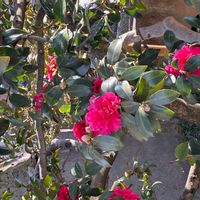 サザンカの画像